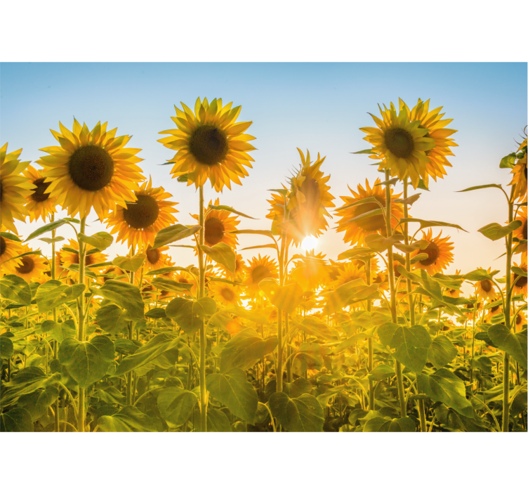 Sunflower Field Glow flower wall mural - TenStickers