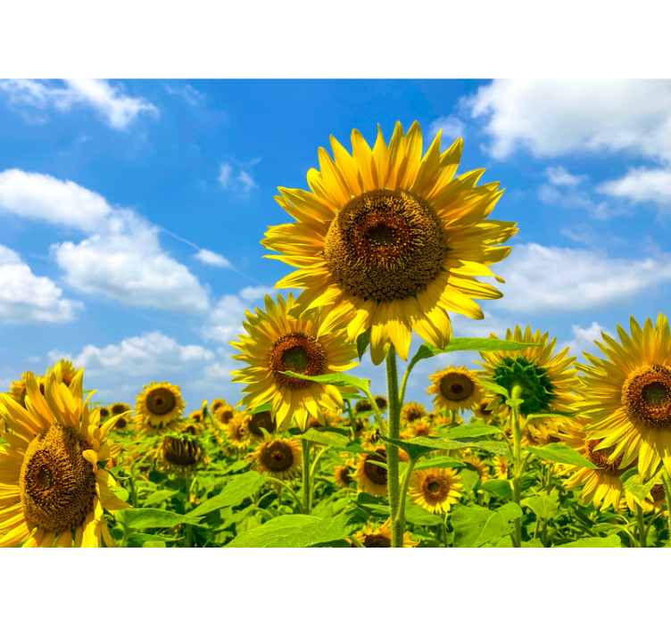 Bright sunflower wall mural - TenStickers