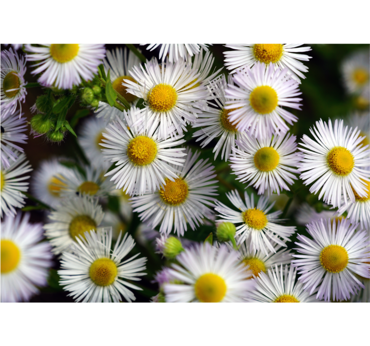 Flower wall mural charming white daisies - TenStickers