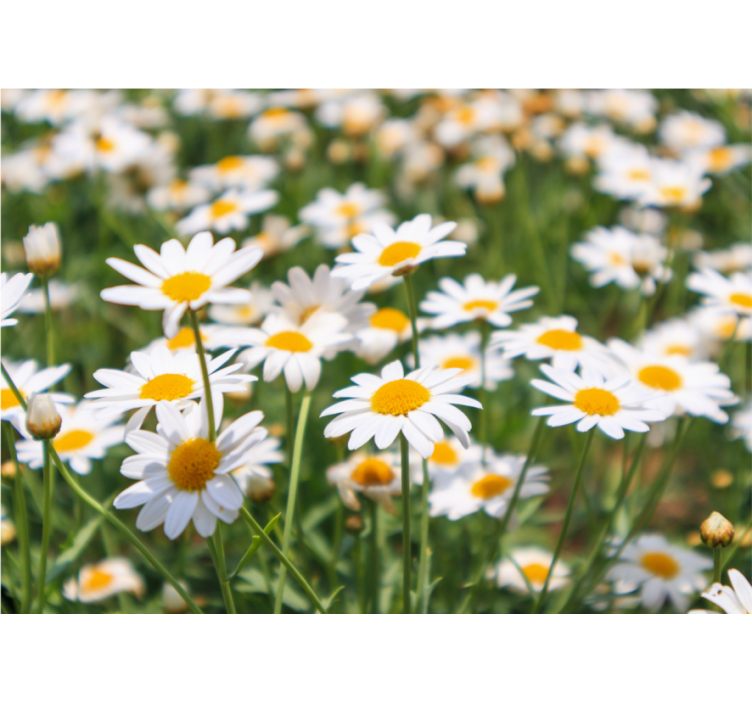 Flower wall mural daisies blooming brightly - TenStickers