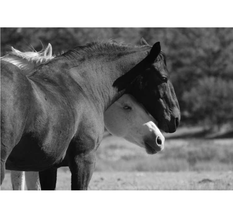 Animal wall mural horse companionship - TenStickers