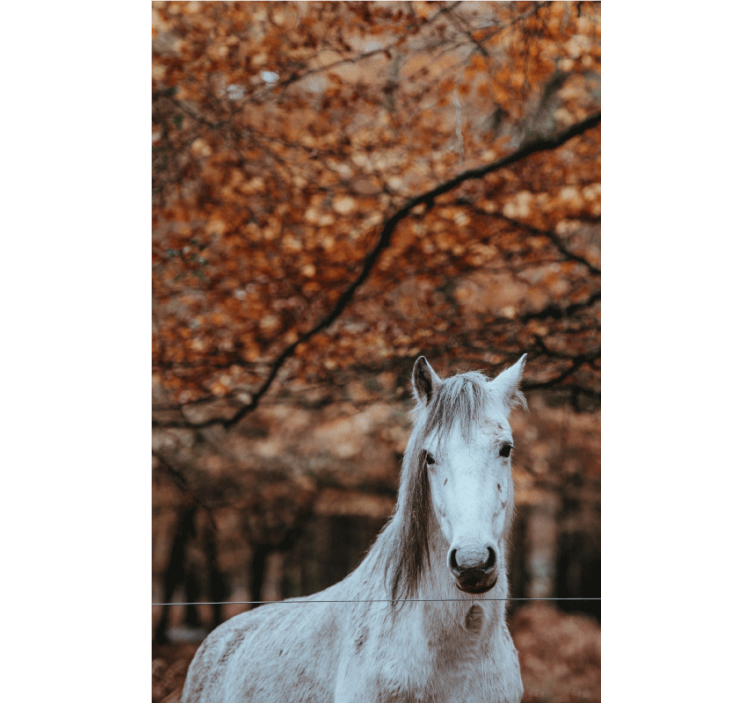 Majestic White Horse animal wall mural - TenStickers