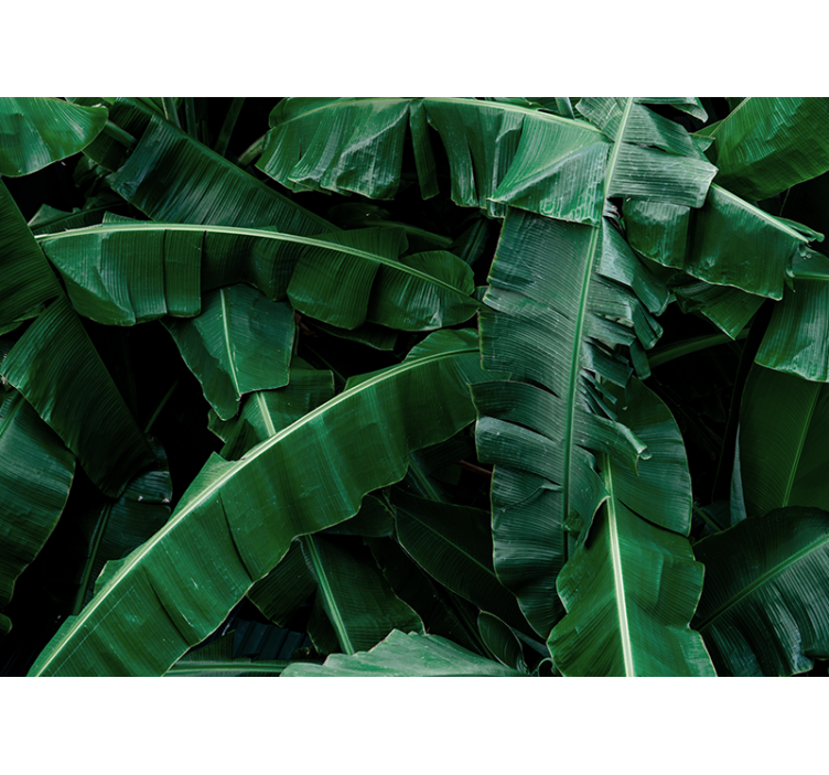 Layered banana trees modern wall mural - TenStickers