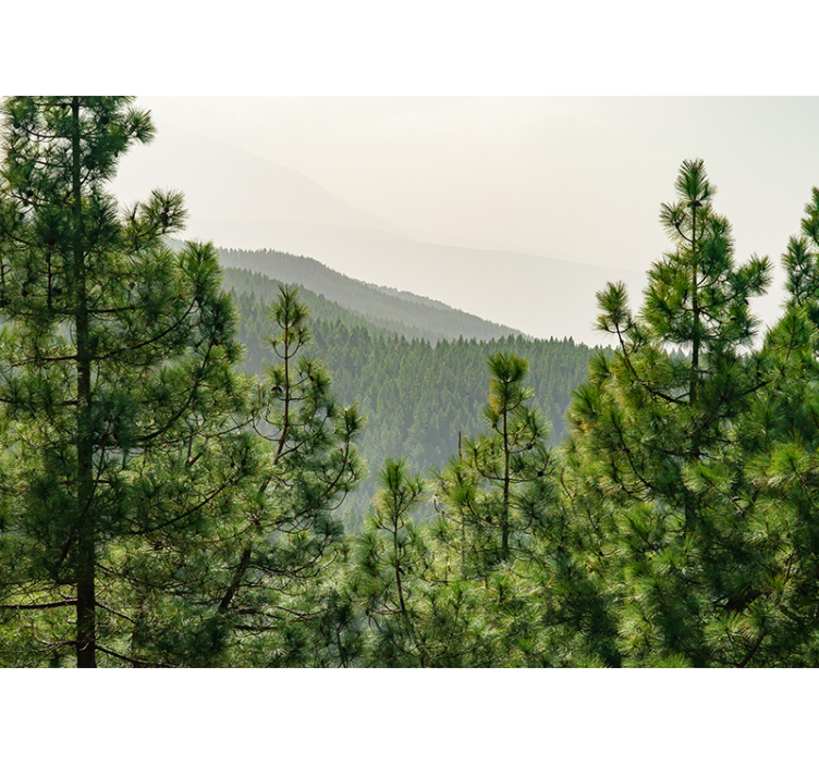 Tree crowns from above Forest Wall Mural - TenStickers
