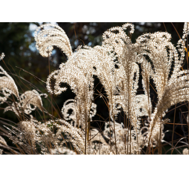 Flower wall mural elegant pampas grass design - TenStickers