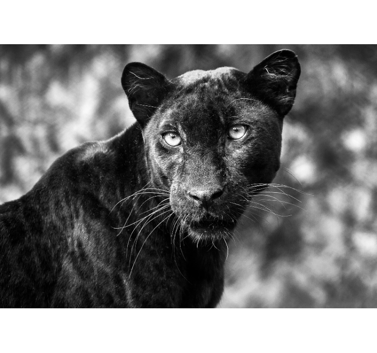 Animal wall mural black panther face - TenStickers