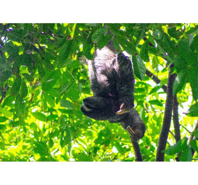 Animal wall mural sloth hanging in greenery - TenStickers