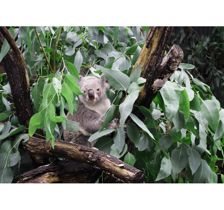 Animal wall mural koala among leaves - TenStickers