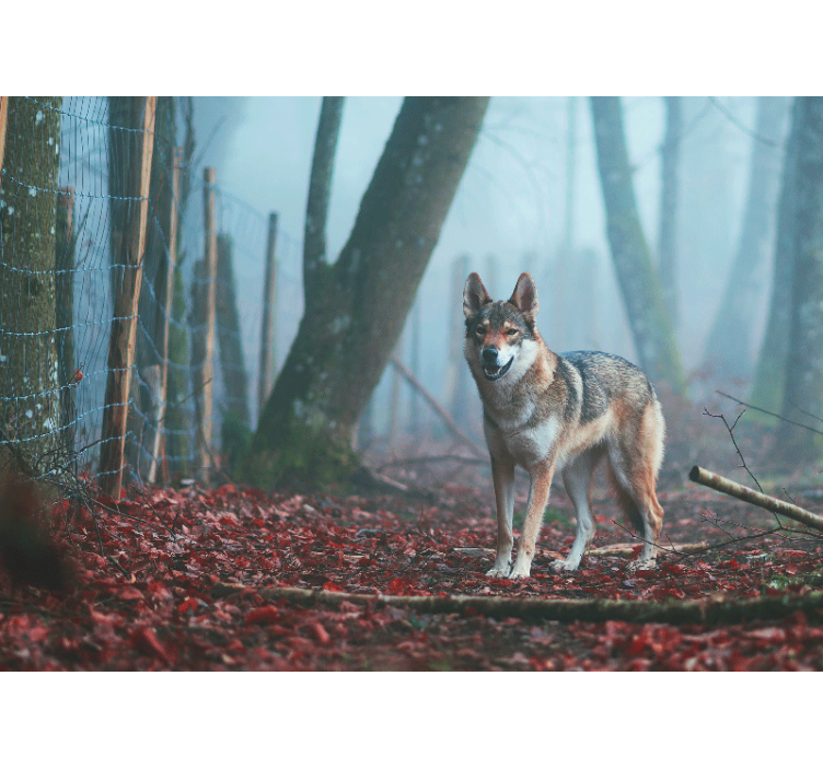 Animal wall mural wolf in misty forest - TenStickers