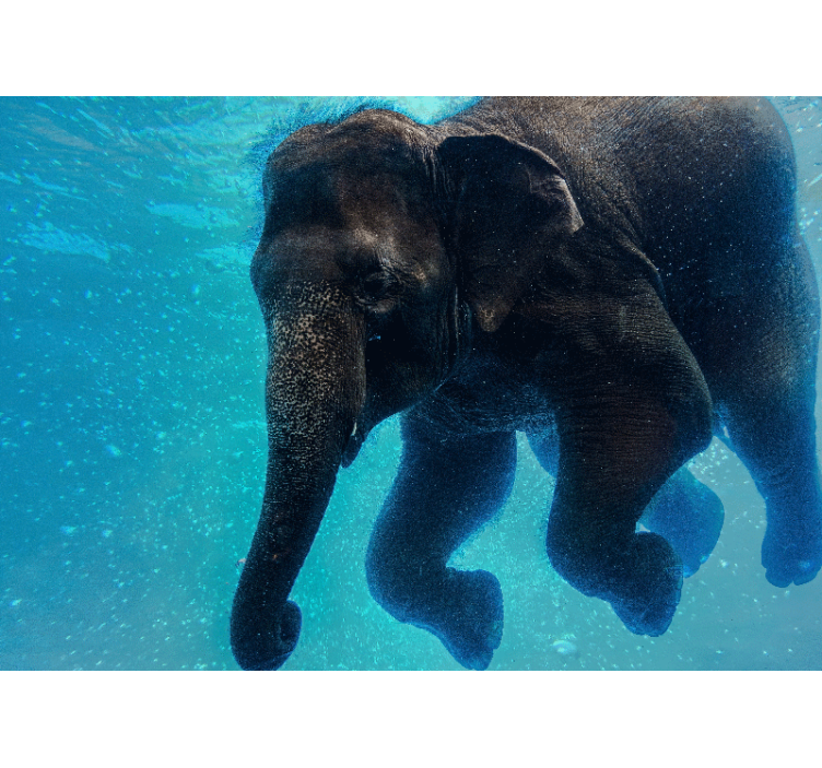 Sea animals wall mural underwater elephant - TenStickers