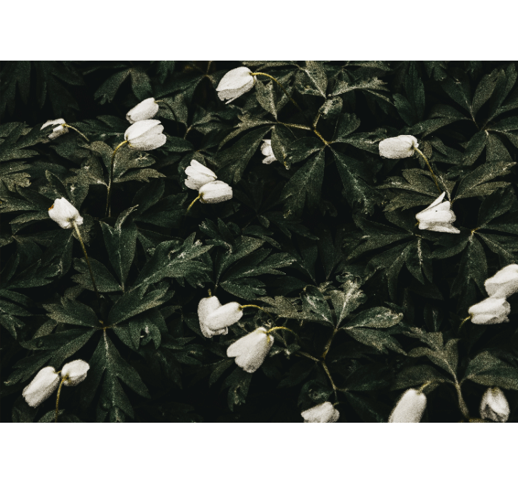 Flower wall mural gentle white flowers - TenStickers