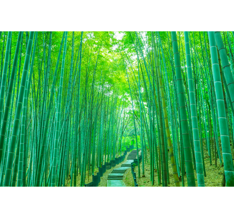 Bamboo wall mural serene bamboo path - TenStickers