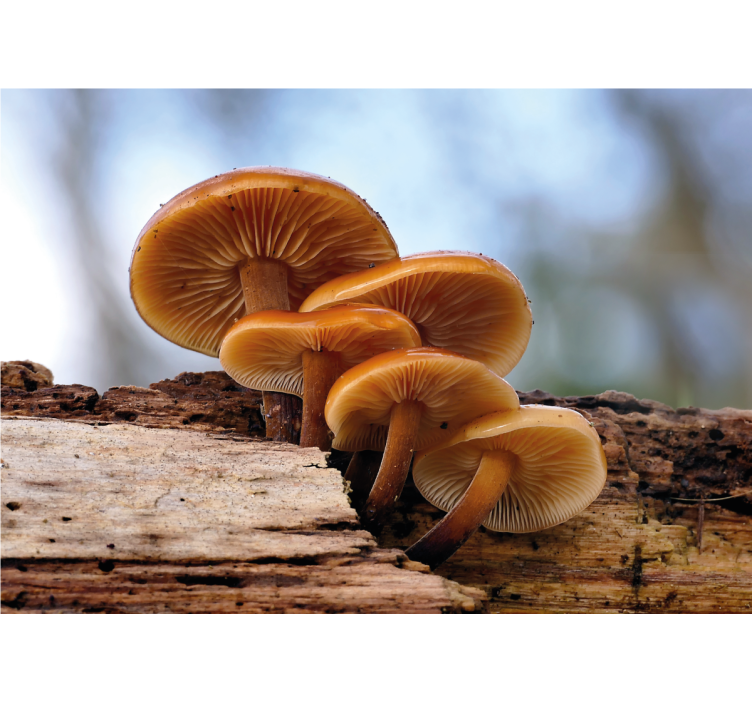 Flower wall mural mushroom cluster design - TenStickers