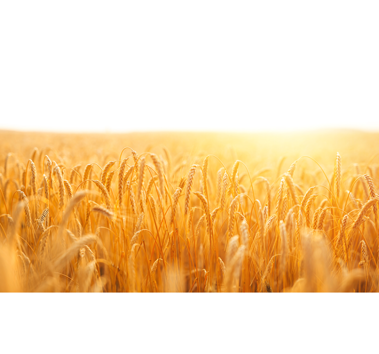 Nature wall mural golden grain meadow - TenStickers