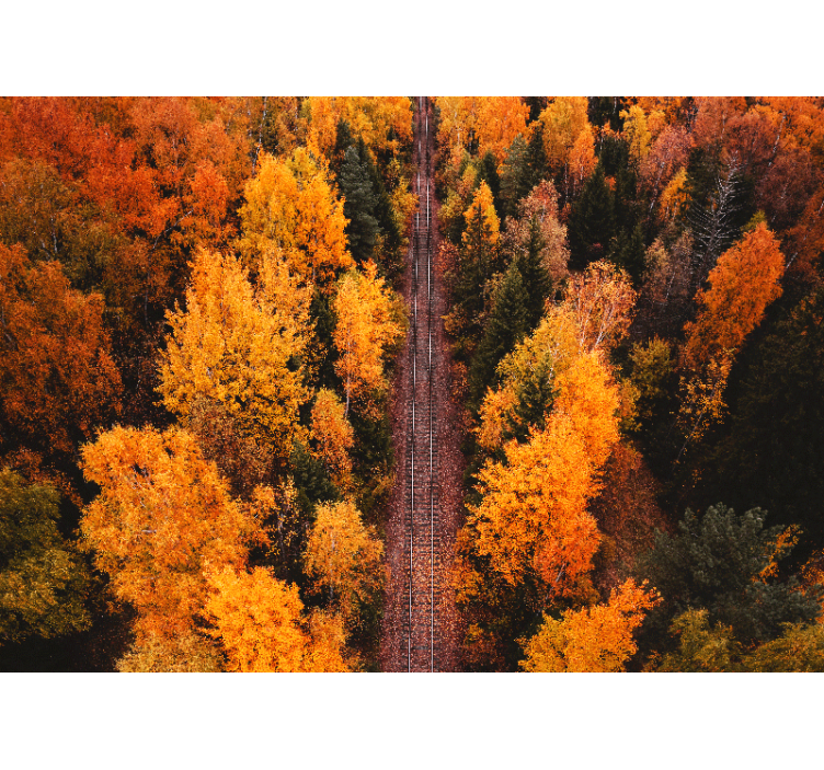 Autumn woodland trail landscape wall mural - TenStickers