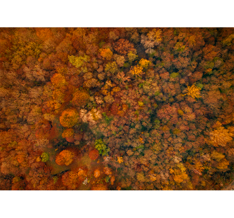 Nature wall mural autumn canopy perspective - TenStickers