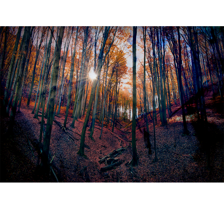 Forest wall mural sunlit autumn forest - TenStickers