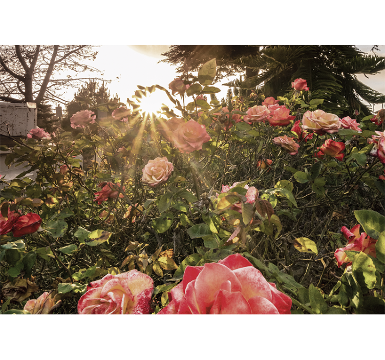Flower wall mural sunlit rose garden - TenStickers