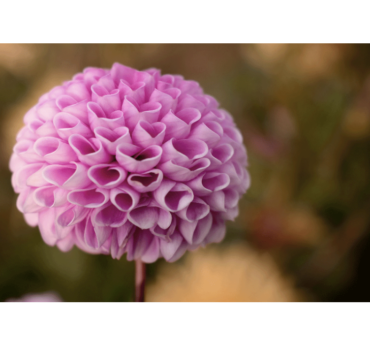 Flower wall mural pink floral sphere - TenStickers