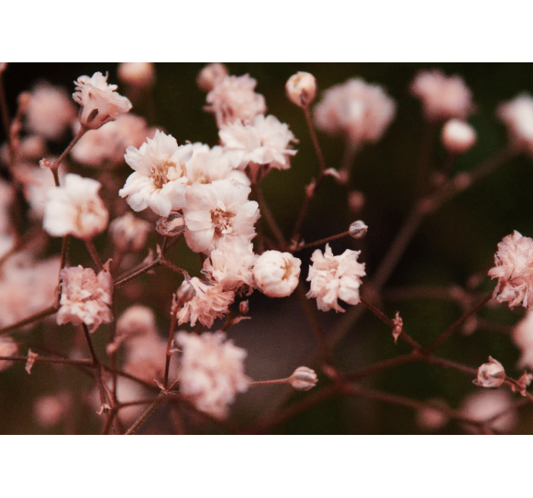 Flower wall mural delicate blooming flowers - TenStickers