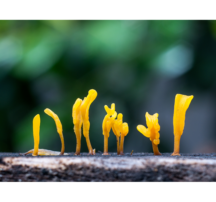 Yellow Fungus Growth nature wall mural - TenStickers
