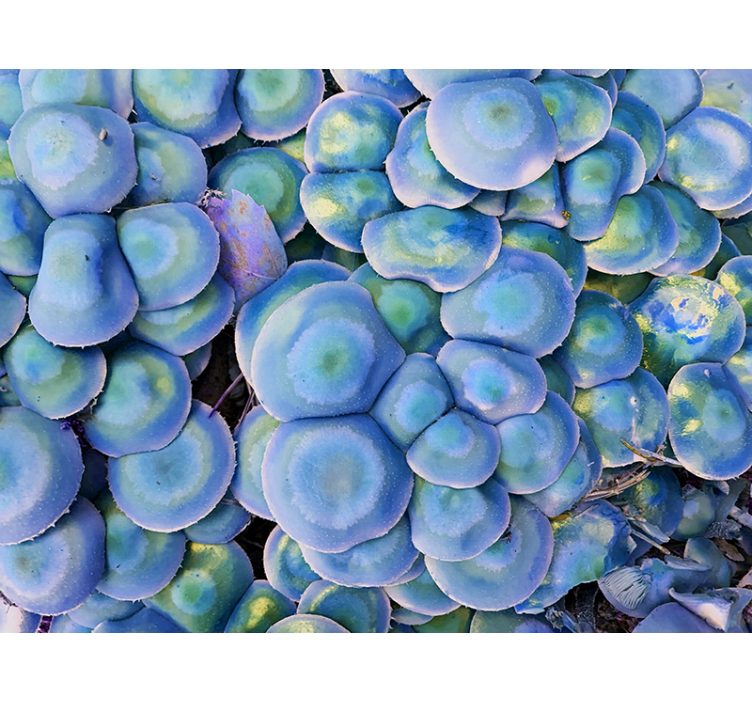 Nature wall mural colorful succulent close-up - TenStickers