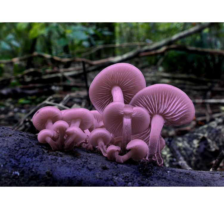 Flower wall mural pink mushroom clusters - TenStickers
