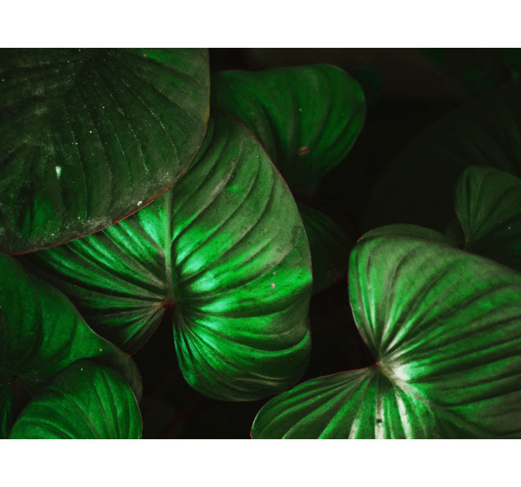 Nature wall mural lively green leaves - TenStickers