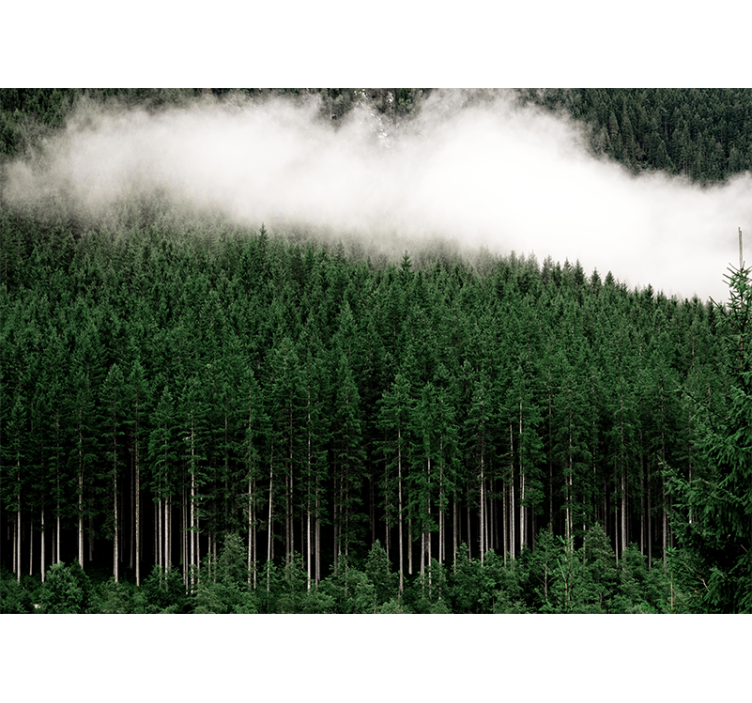 Nature wall mural majestic forest landscape - TenStickers