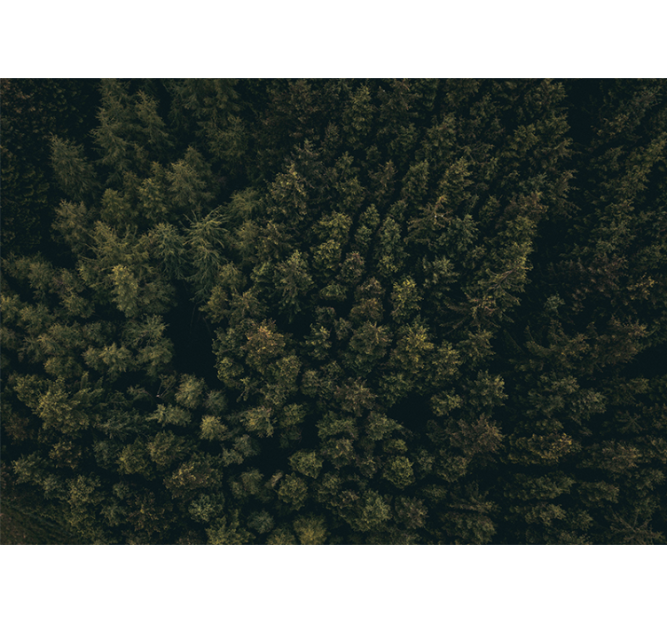 Nature wall mural lush greenery canopy - TenStickers