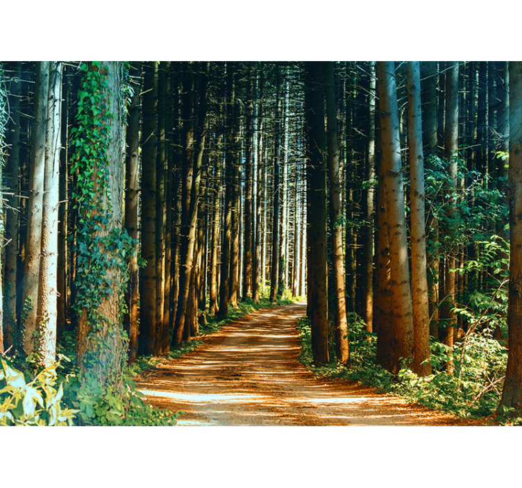 Secluded forest path forest wall mural - TenStickers