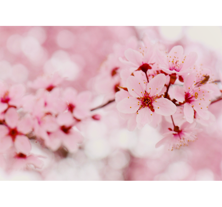 Flower wall mural cherry blossom blooms - TenStickers