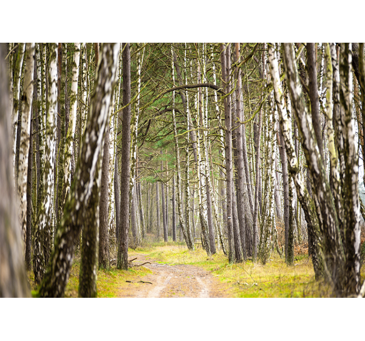 Forest wall mural serene woodland path - TenStickers