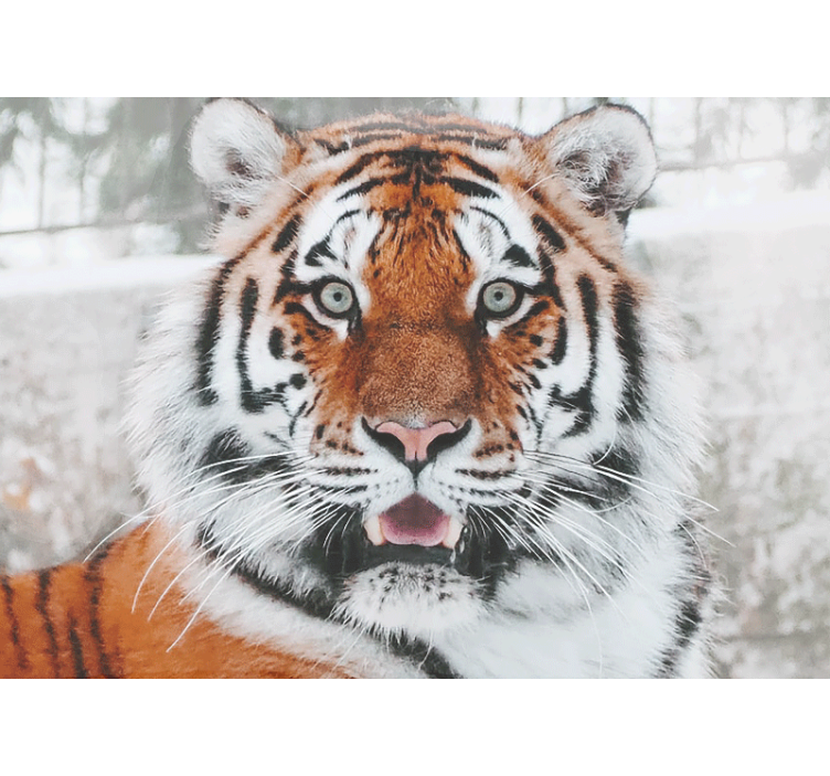 Animal wall mural regal tiger artwork - TenStickers
