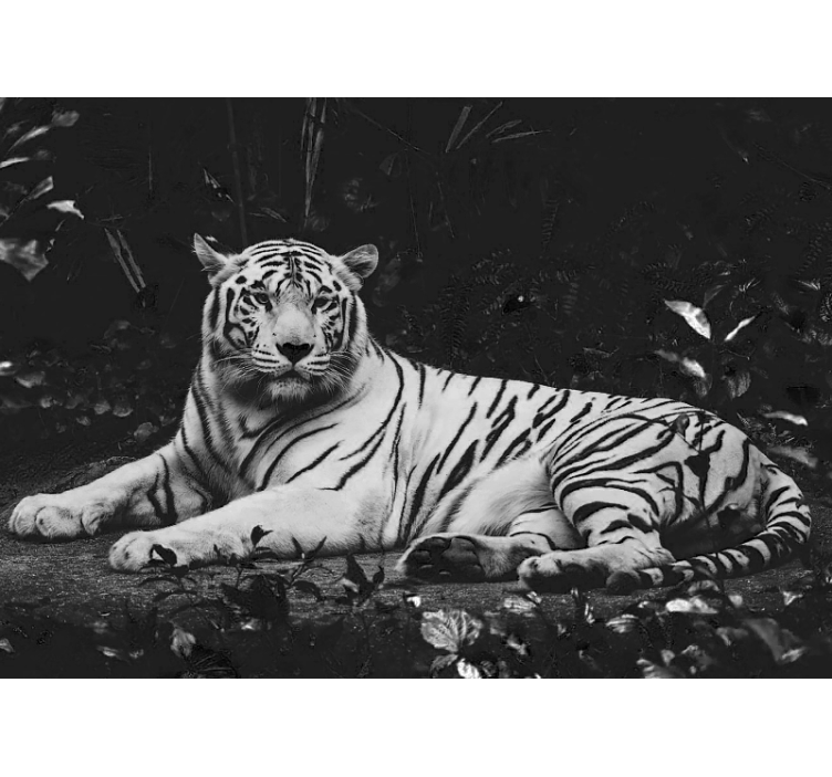 White tiger resting  wall mural - TenStickers