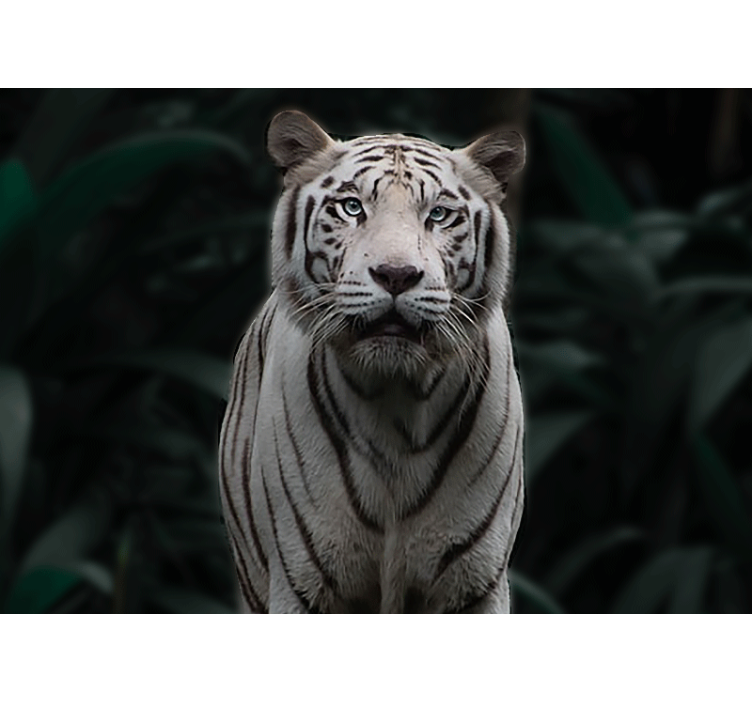 Animal wall mural regal white tiger - TenStickers