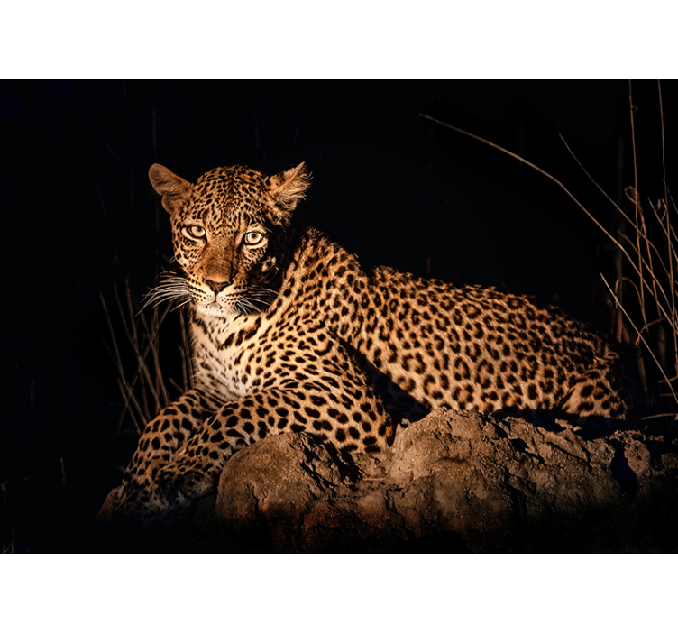Leopard in Spotlight animal wall mural - TenStickers