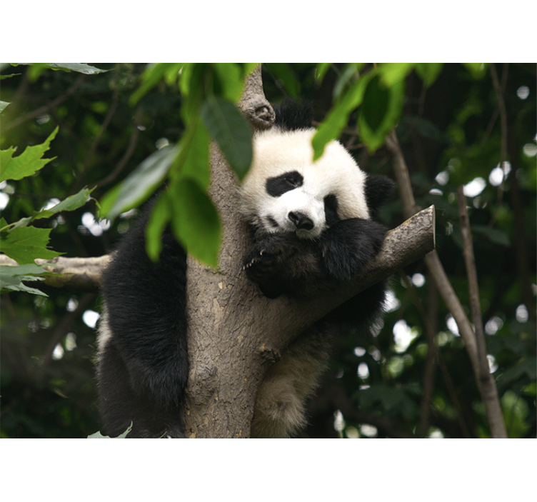 Animal wall mural panda resting in tree - TenStickers