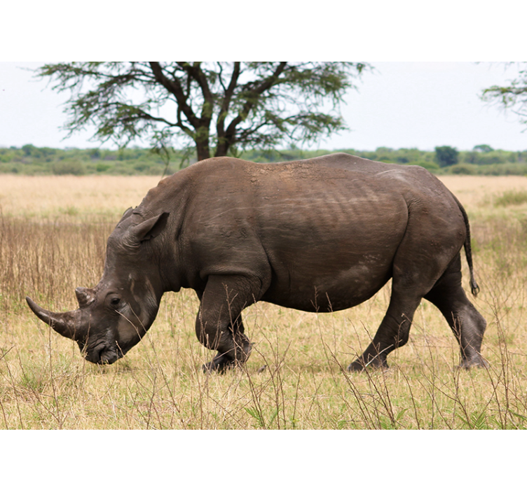 Animal wall mural rhino grazing in the serengeti - TenStickers