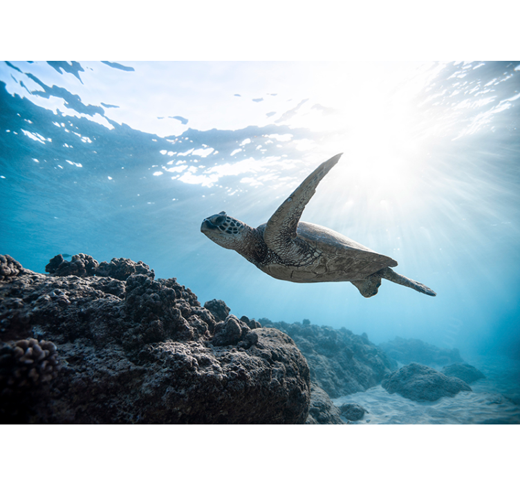 Underwater Turtle Scene animal wall mural - TenStickers