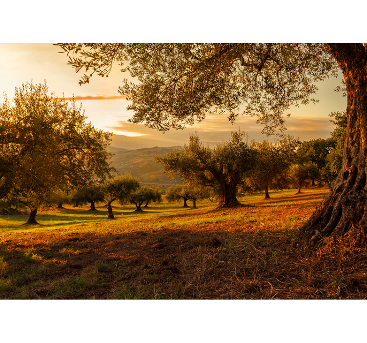 Olive trees tree wall mural - TenStickers