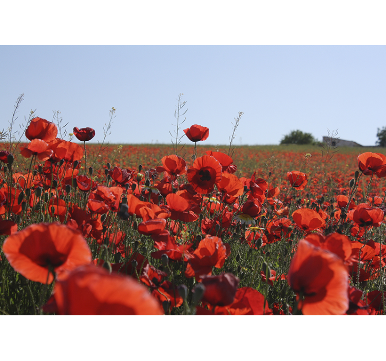 Calmed Field poppy wall mural - TenStickers