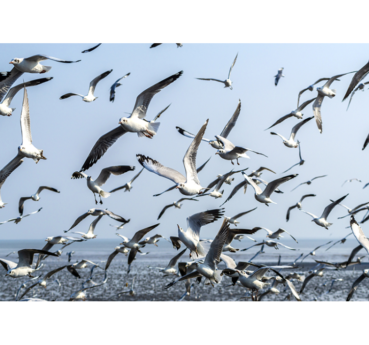 Animal wall mural gulls in flight - TenStickers
