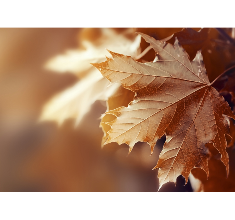 Flower wall mural maple leaf close-up - TenStickers