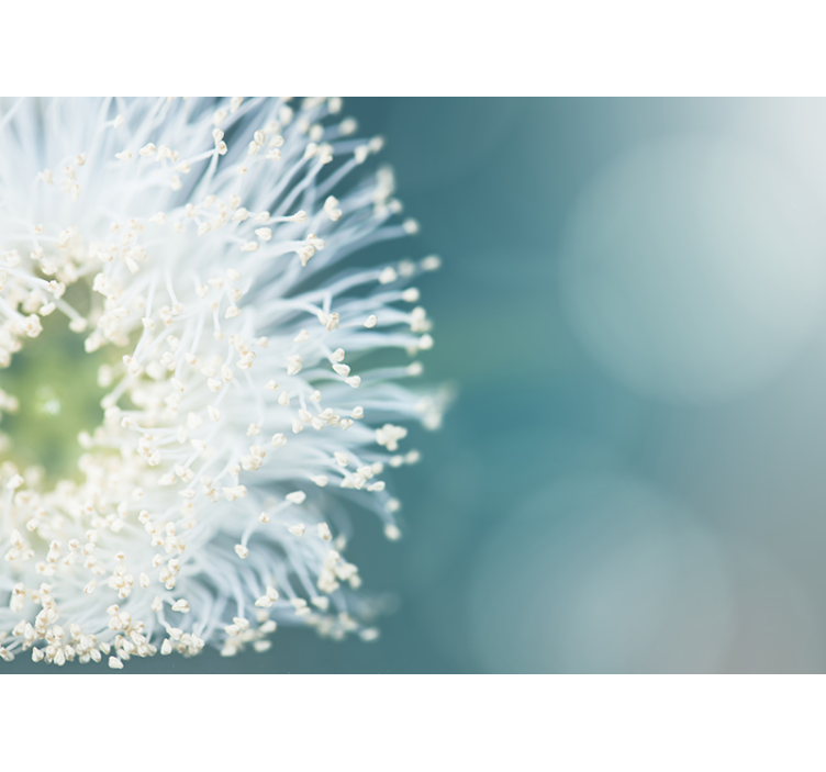 Flower wall mural dandelion seeds - TenStickers