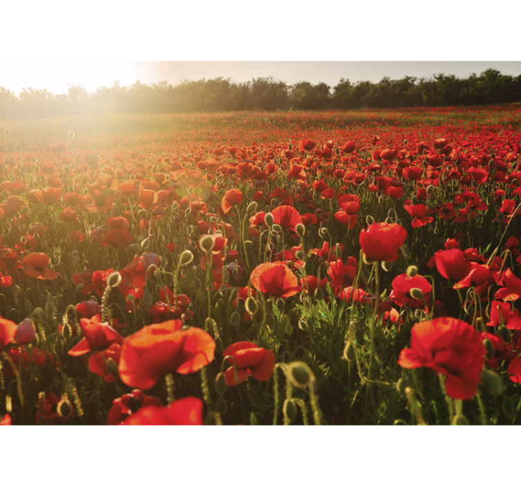 Poppy wall mural poppy meadow blossom - TenStickers