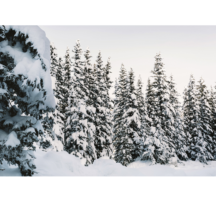 Nature wall mural snow-covered pines - TenStickers