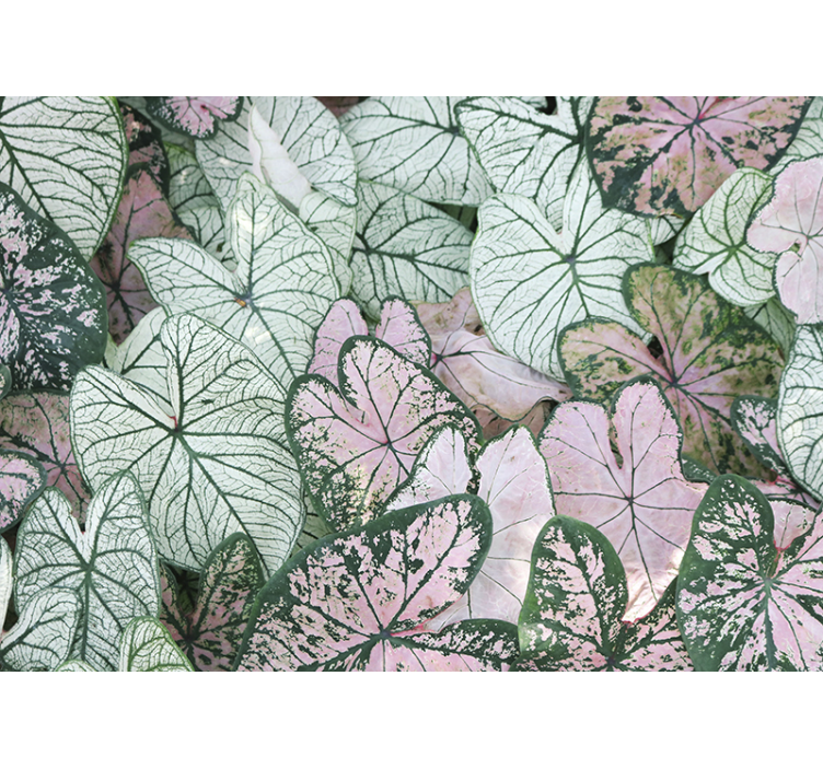 Nature wall mural leafy green textures - TenStickers