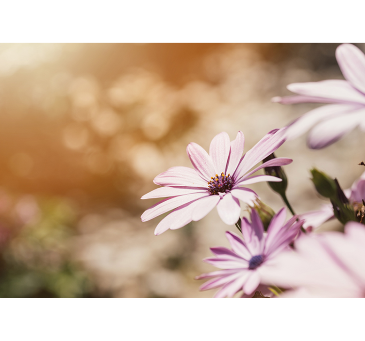 Pink flower bloom flower wall mural - TenStickers