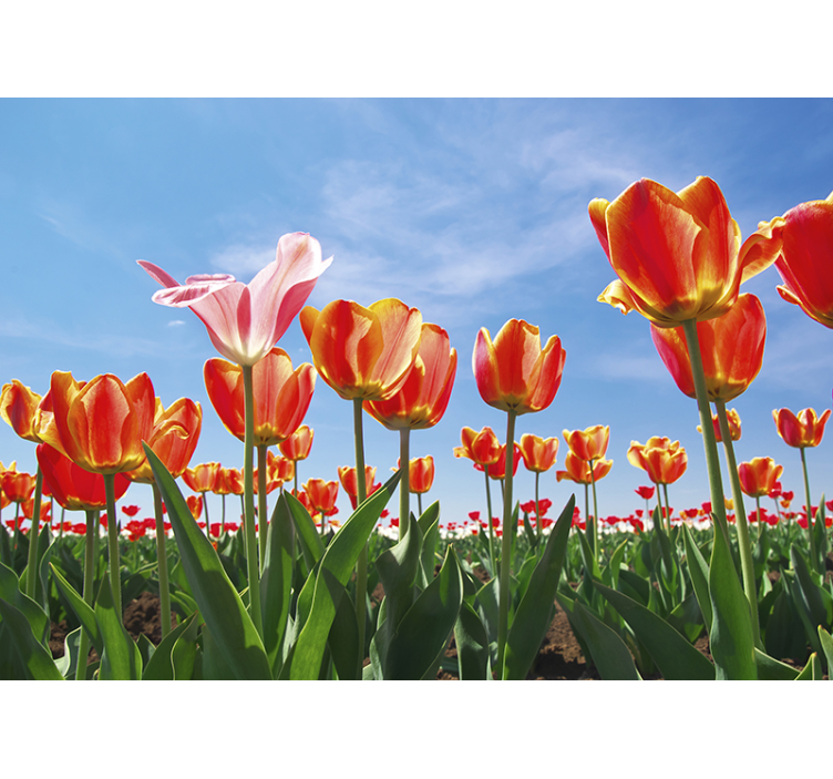 Tulip on the blue sky wall mural - TenStickers